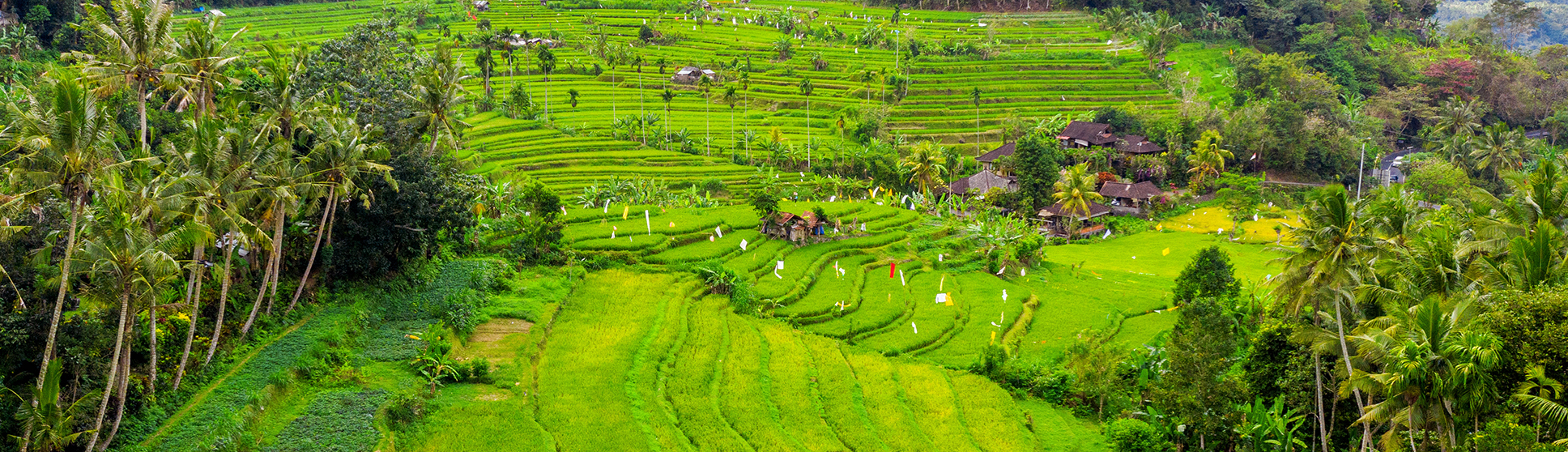 Sawah